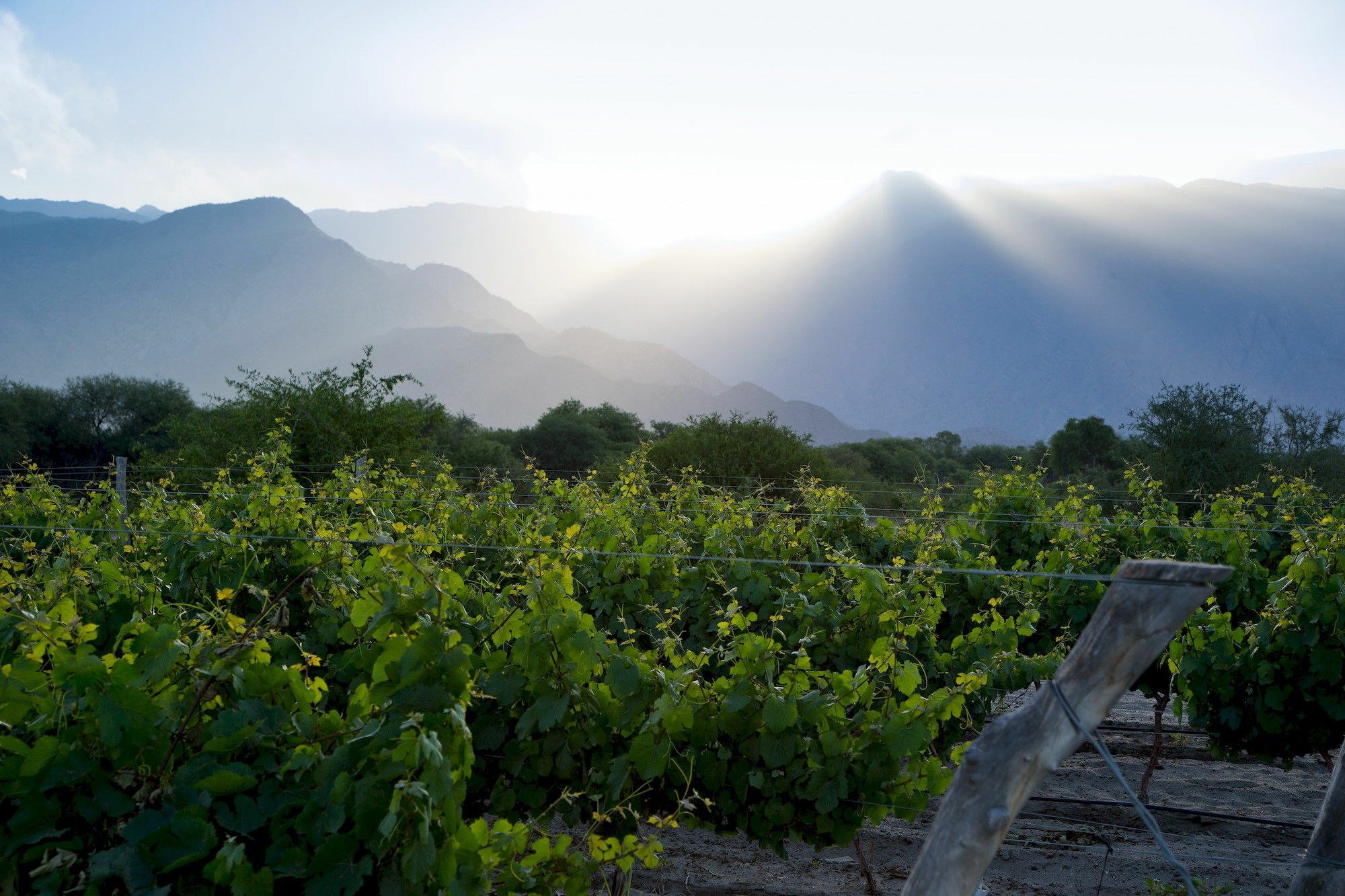 Hotel Grace Cafayate Zewnętrze zdjęcie Vineyards in the San Juan Province